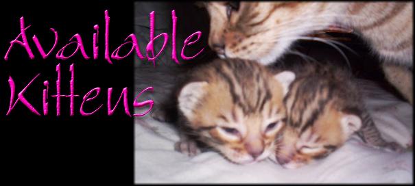 Available Kittens Title