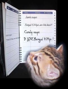 Bengal kitty reading guest book.